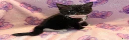 Mixed Breed cats for sale: 3 GORGEOUS KITTENS LEFT READY TOMORROW  - Advert 5