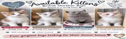 British Shorthair cats for sale: REDUCED - GCCF KITTENS READY NOW  - Advert 5