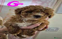 Cockapoo dogs for sale: Cockapoo F1b mini - Image 14