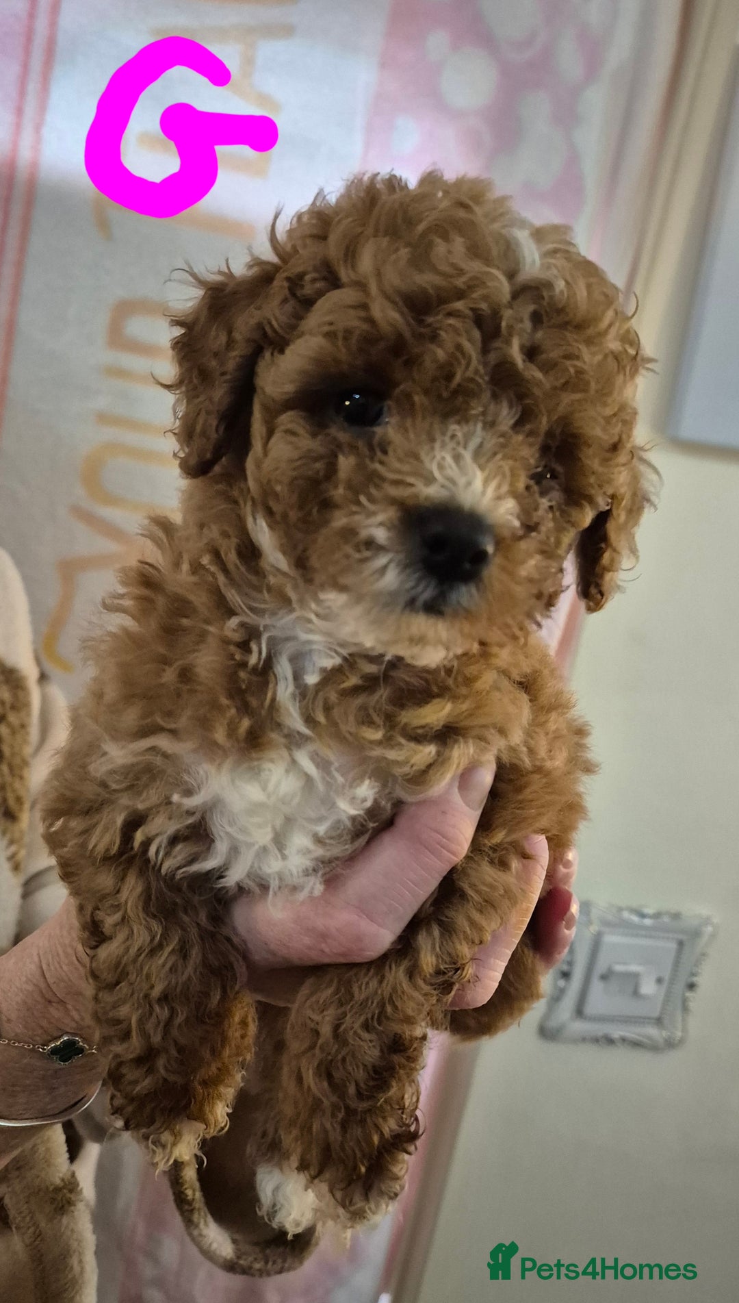 Cockapoo dogs for sale: Cockapoo F1b mini - Image 14