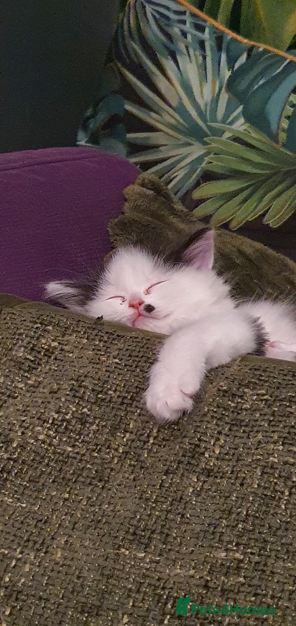 Persian cats Adorable Persian Cross Kittens - Advert 14