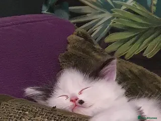 Persian cats Adorable Persian Cross Kittens - Advert 6