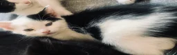 Mixed Breed cats for sale: Super Fluffy Ragdoll x Kittens!! £100-£180 - Advert 16