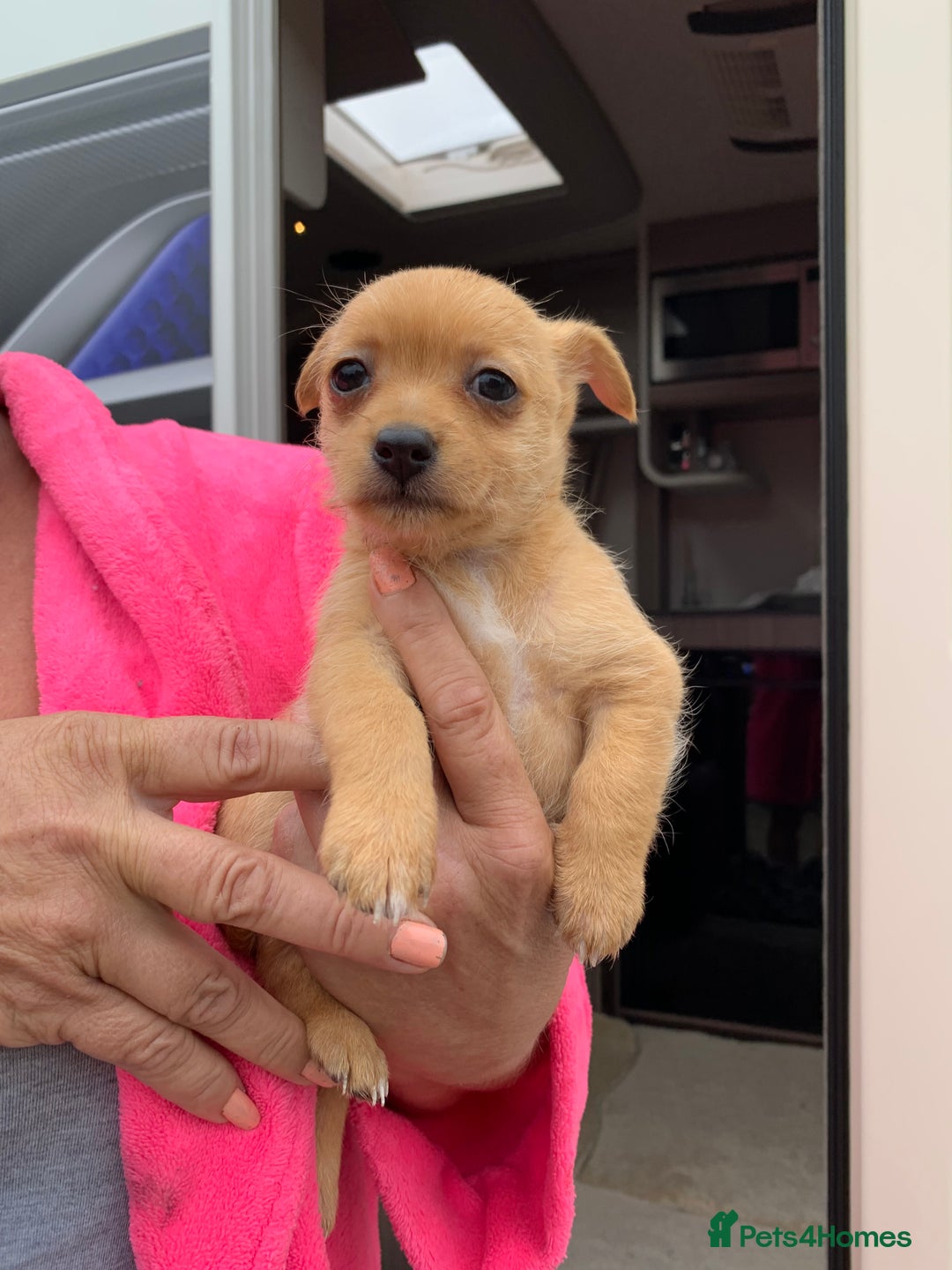 Mixed Breed dogs for sale: Pom-chi-terrier puppy’s 😍  - Image 3