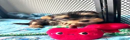 Yorkshire Terrier dogs for sale: Beautiful Yorkie puppies  in Banbury - Advert 6