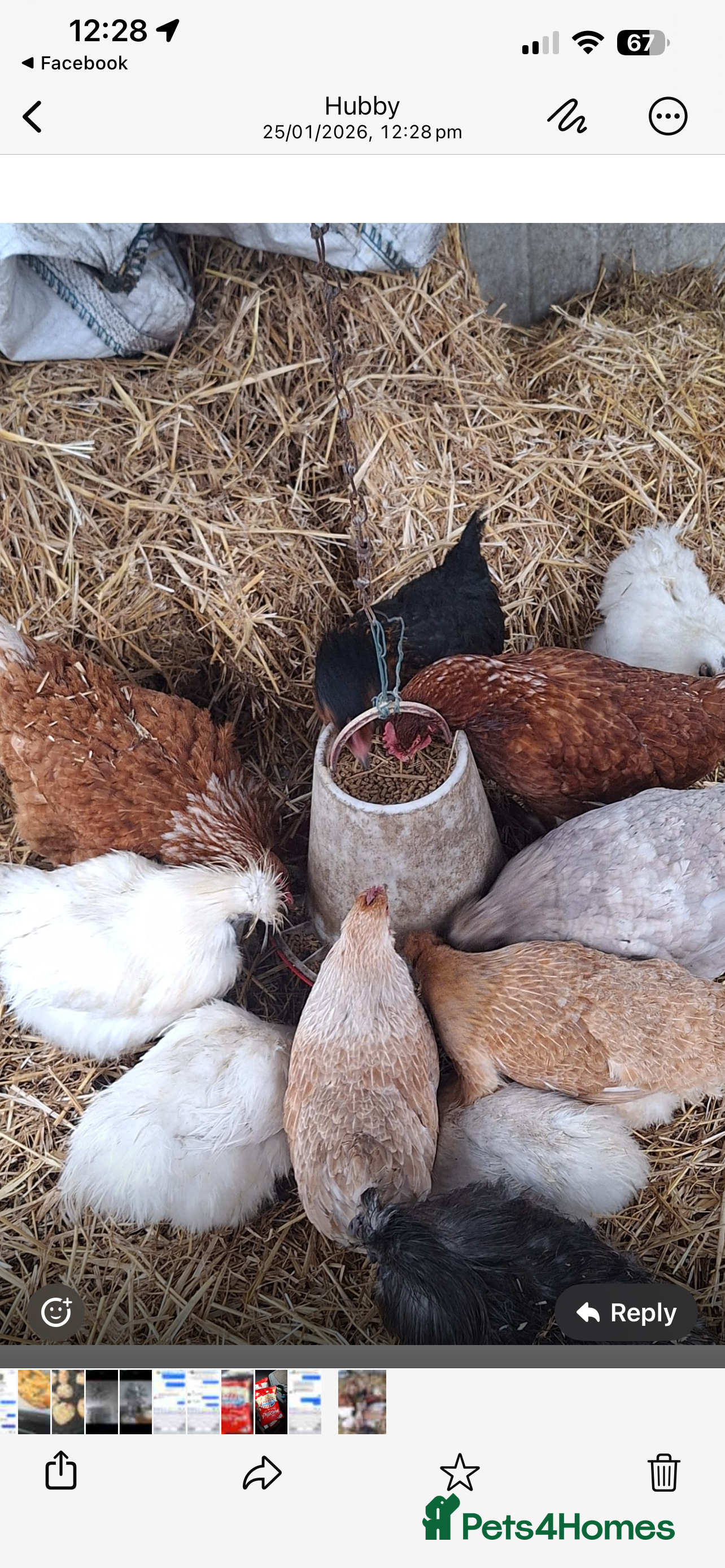 Chickens poultry Pol chickens - Advert 1