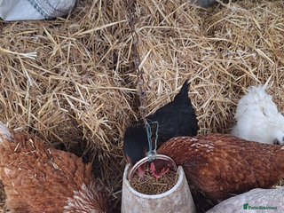 Chickens poultry Pol chickens - Advert 1