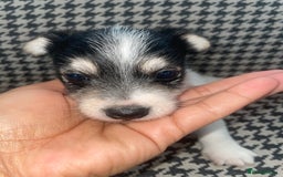 Jack Russell dogs for sale: Jack Russell girl puppy - Image 8