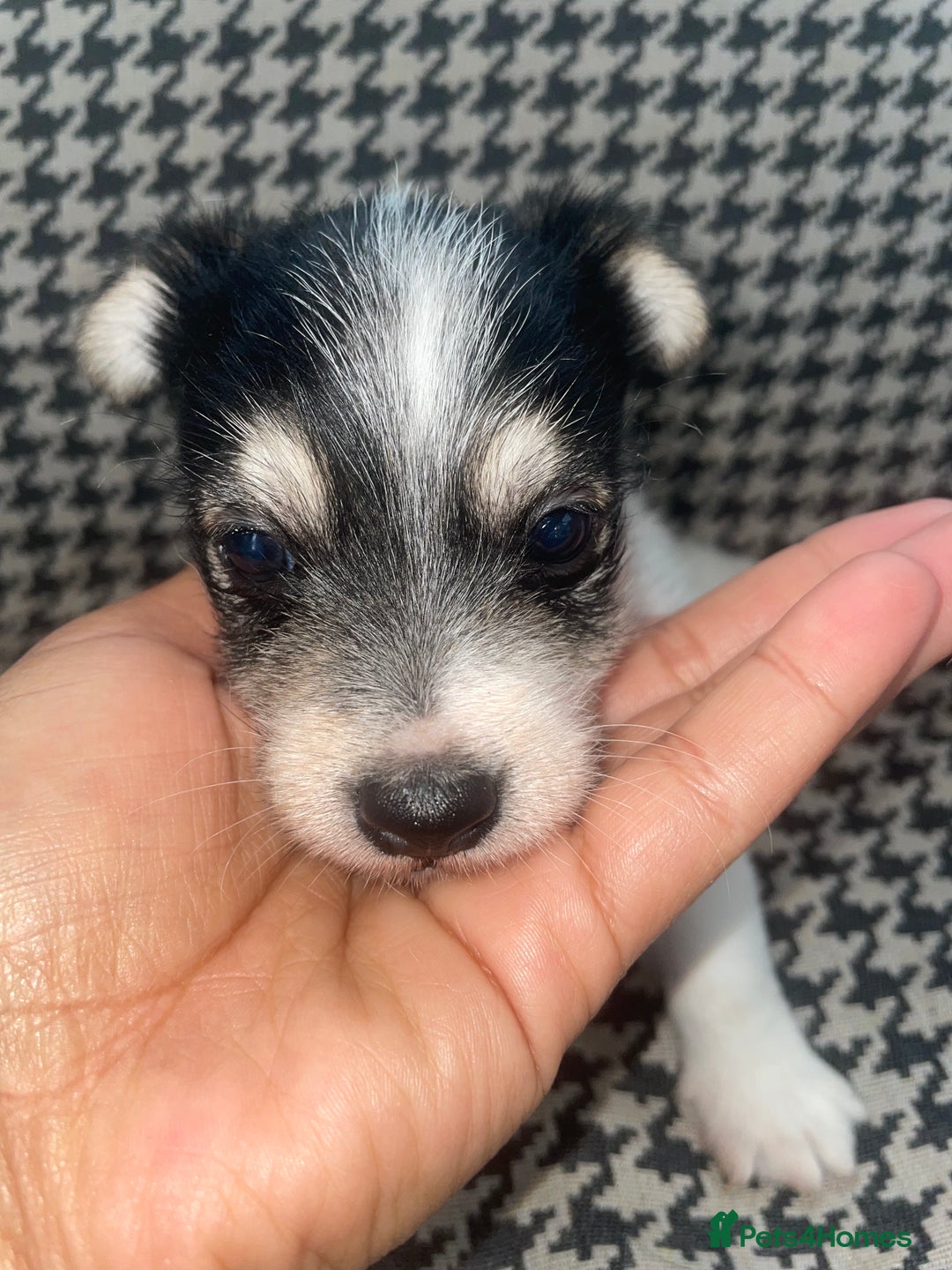 Jack Russell dogs for sale: Jack Russell girl puppy - Image 8