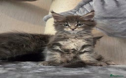 Maine Coon cats for sale: TICA REGISTERED MAINE COON KITTENS - Image 26