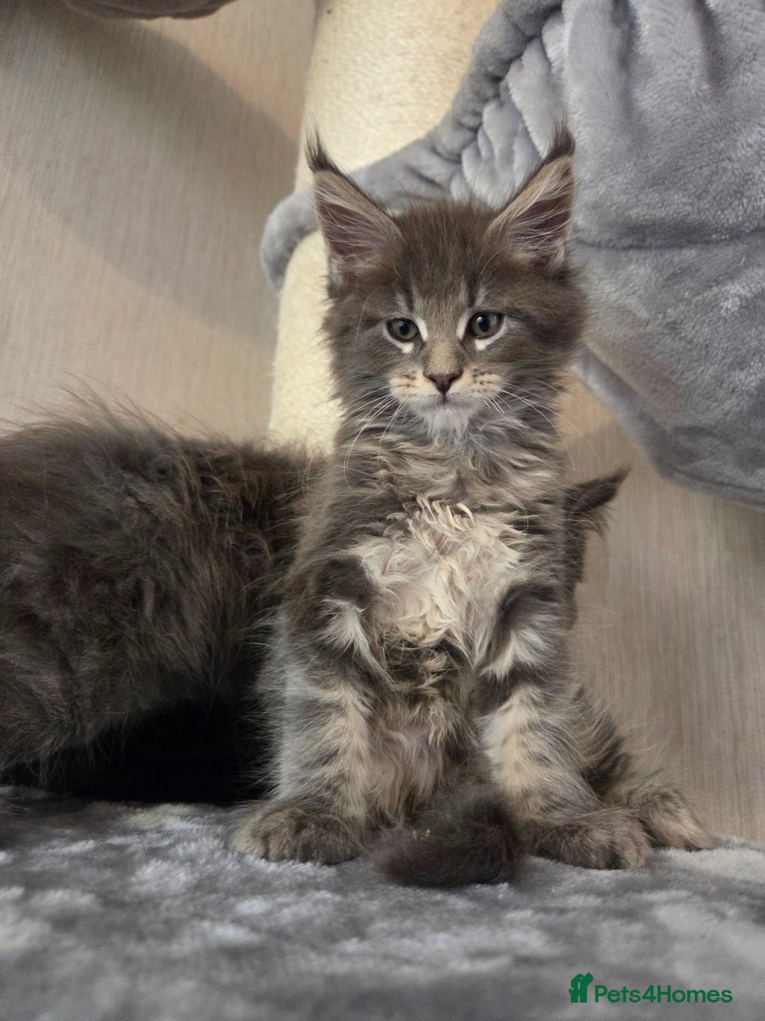 Maine Coon cats for sale: TICA REGISTERED MAINE COON KITTENS - Image 26