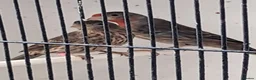Finches birds for sale: Mexican house finches  - Advert 1