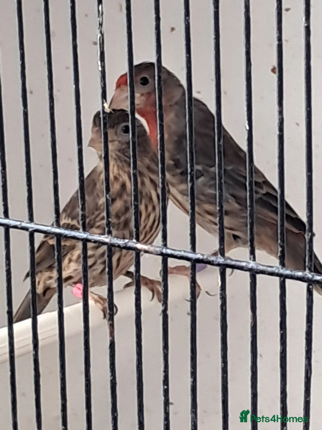 Finches birds for sale: Mexican house finches  - Advert 1