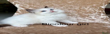 Ragdoll Kitten 4