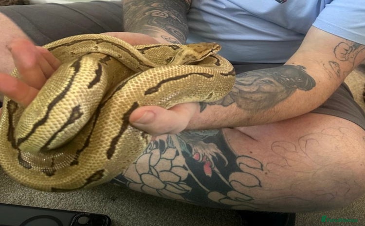 Snake reptiles Ball pythons  - Advert 1