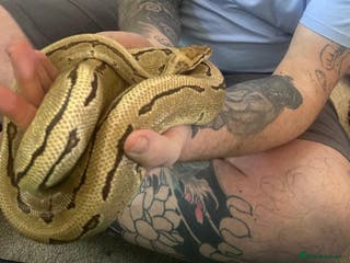 Snake reptiles Ball pythons - Advert 5