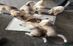 Siberian Husky dogs for sale: Siberian husky - Image 5