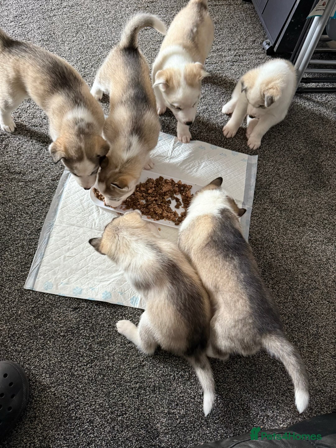 Siberian Husky dogs for sale: Siberian husky - Image 5