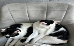 Mixed Breed cats for sale: 💔 Heartbreaking Rehoming – Manchester - Image 4