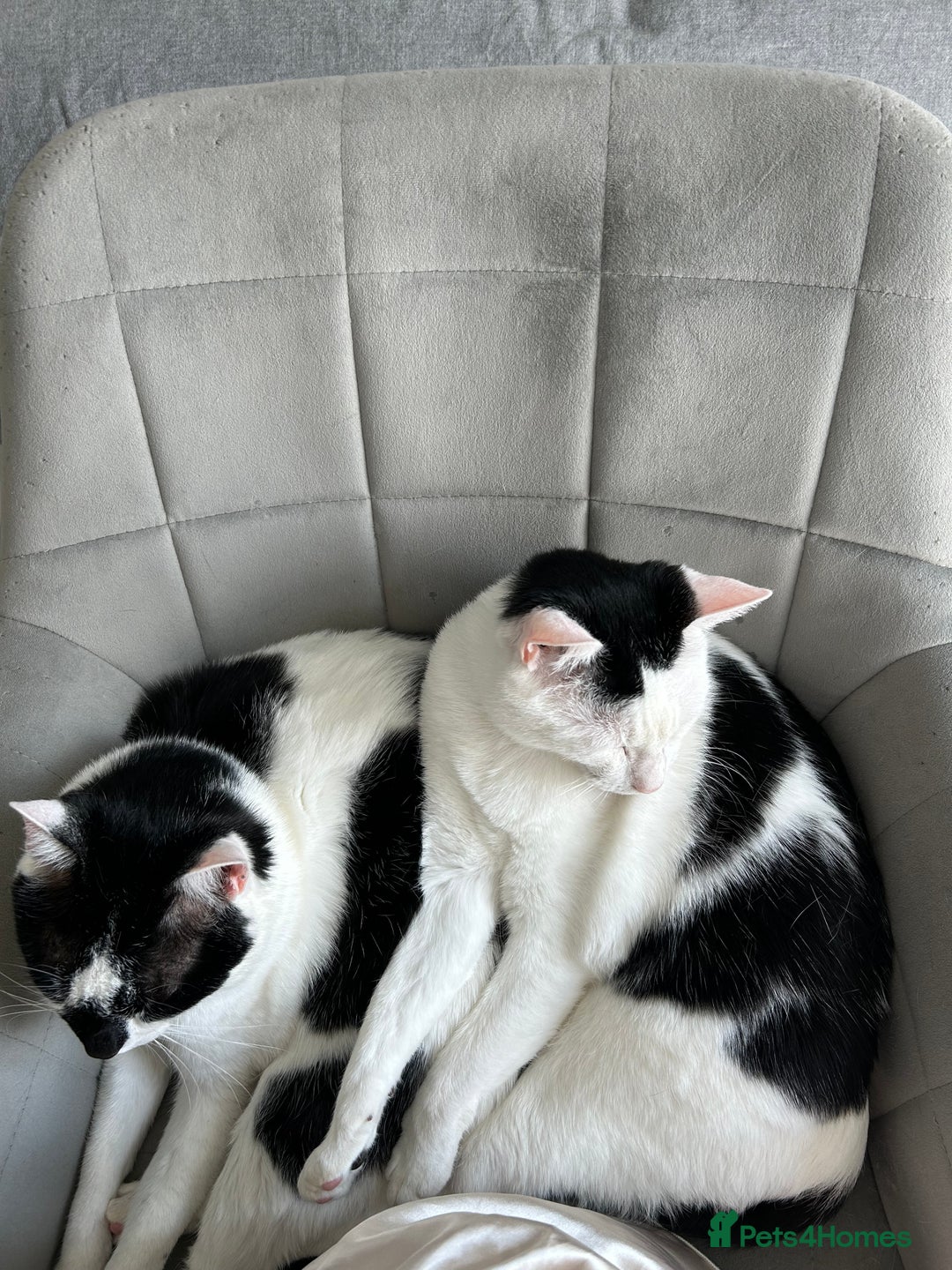 Mixed Breed cats for sale: 💔 Heartbreaking Rehoming – Manchester - Image 4