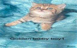 British Shorthair cats for sale: Gorgeous pure breed colour point and golden kitten - Image 22