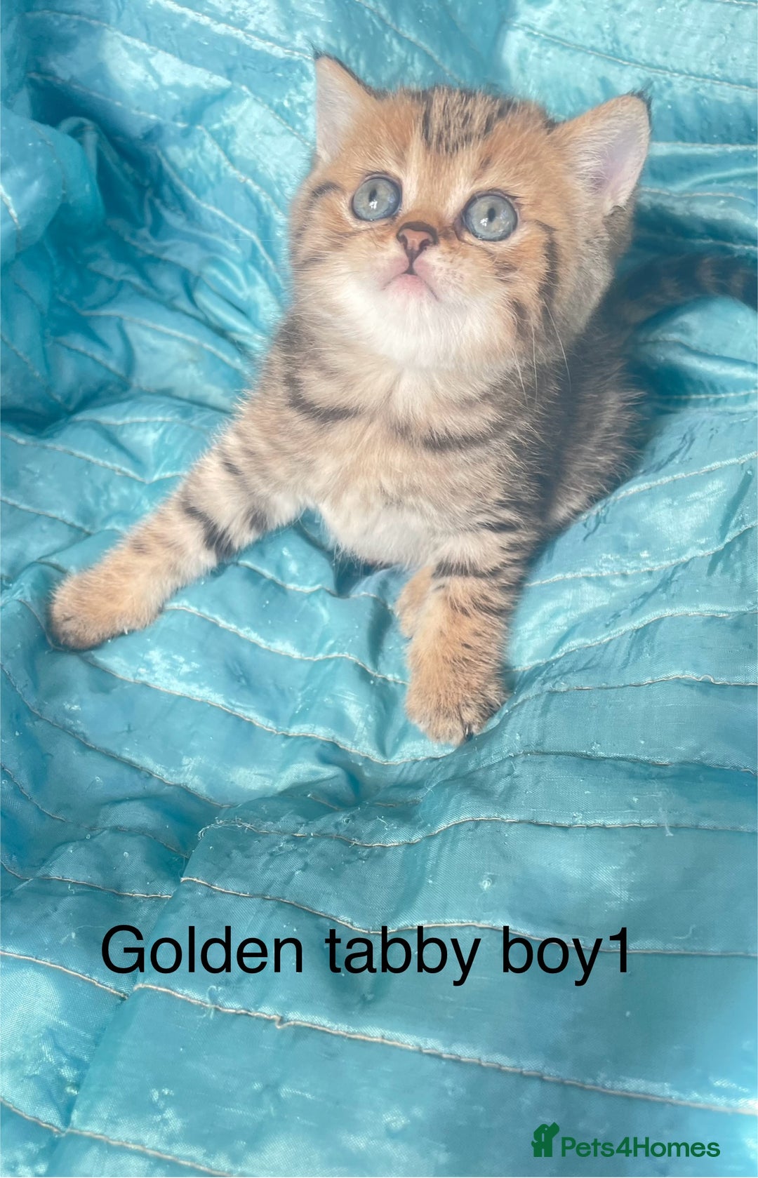 British Shorthair cats for sale: Gorgeous pure breed colour point and golden kitten - Image 22