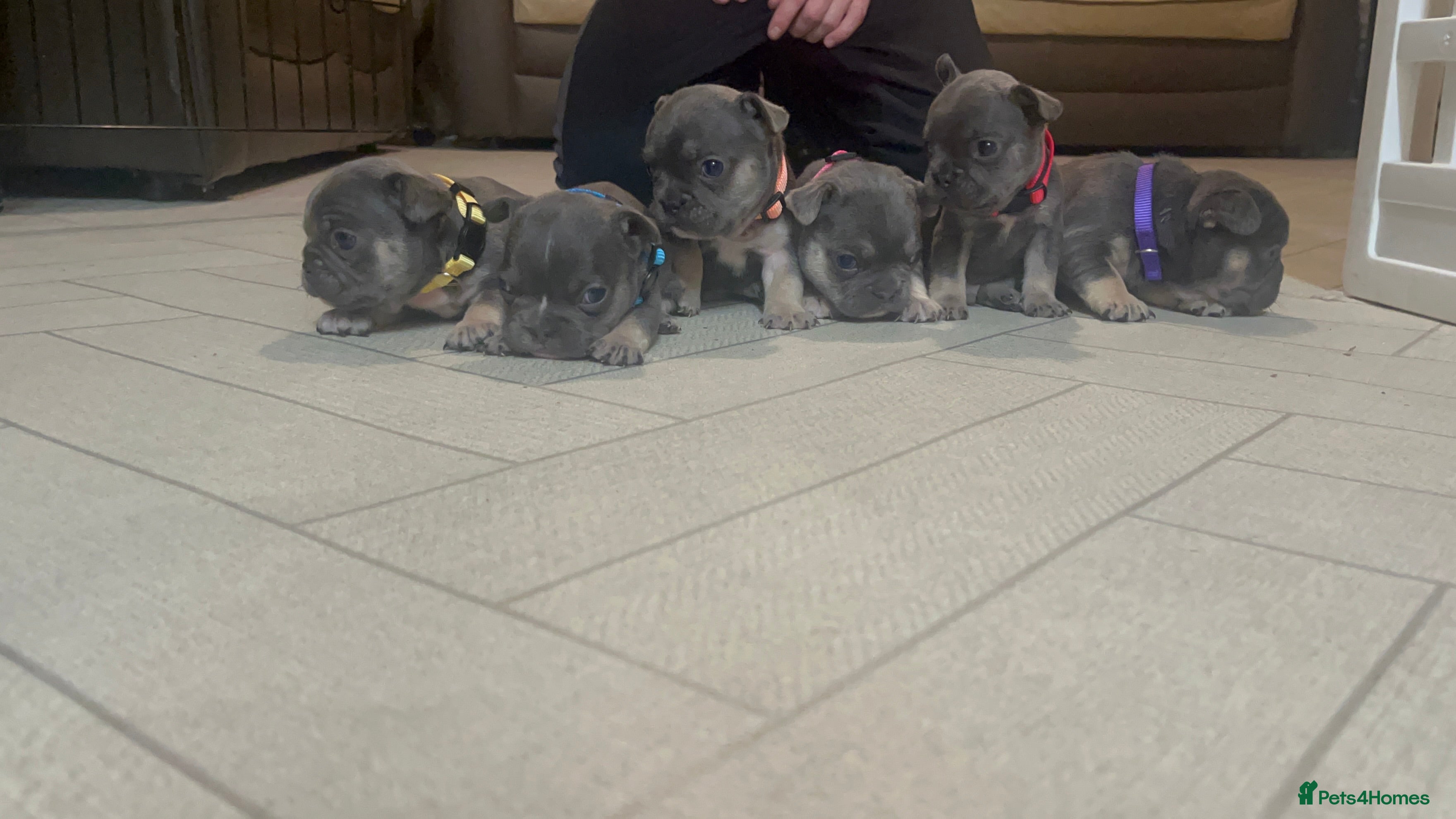 French Bulldog dogs Cutest frenchie pups  - Advert 2