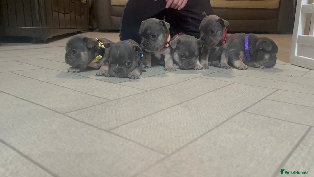 French Bulldog dogs for sale: Cutest frenchies pups  - Advert 1