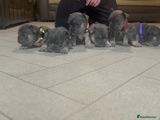 French Bulldog dogs Cutest frenchies pups - Advert 4