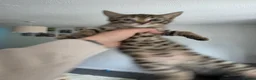 Mixed Breed cats for sale: 3 beautiful kittens for sale. in Faringdon - Advert 2