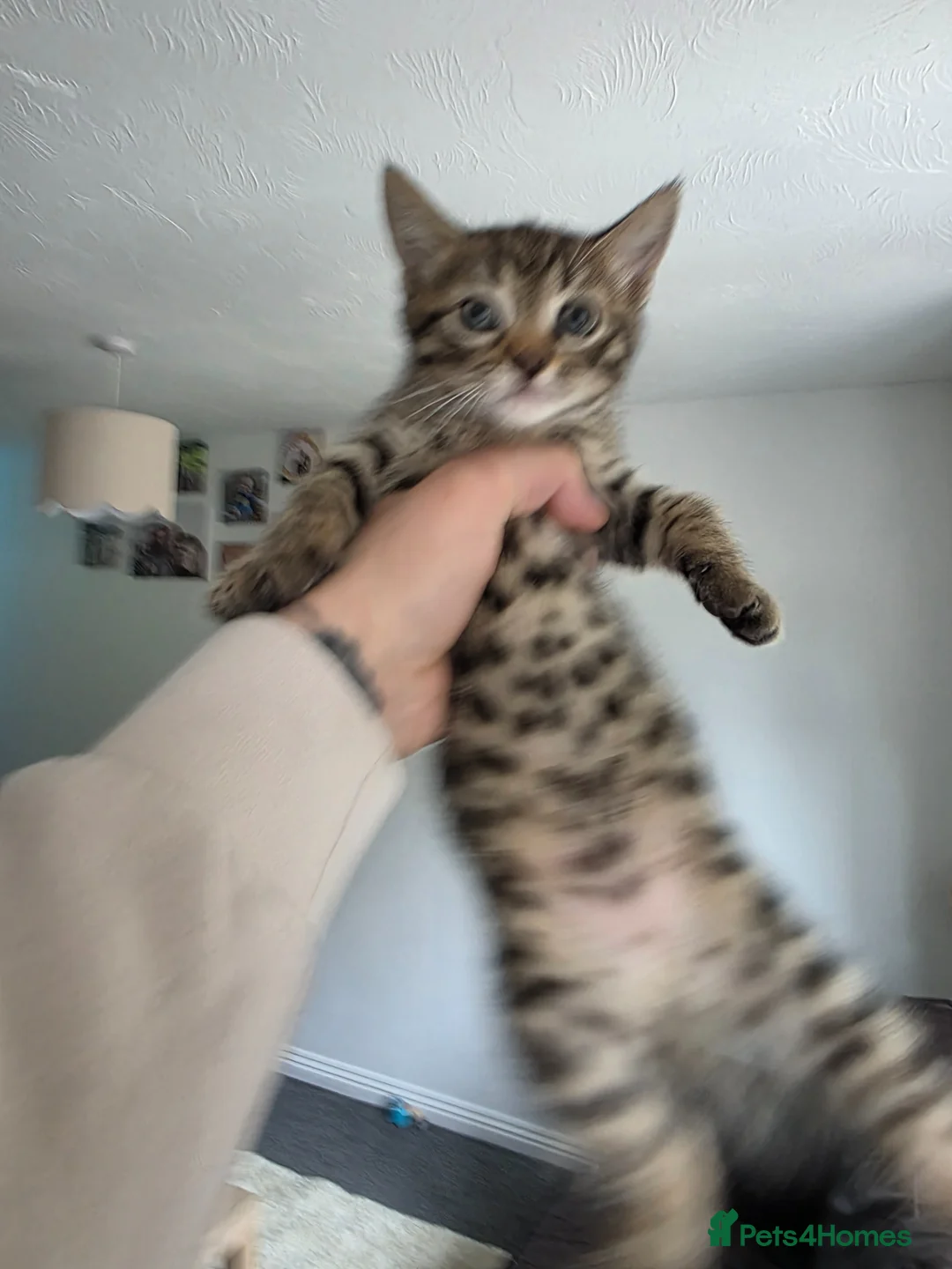 Mixed Breed cats for sale: 3 beautiful kittens for sale. in Faringdon - Advert 2