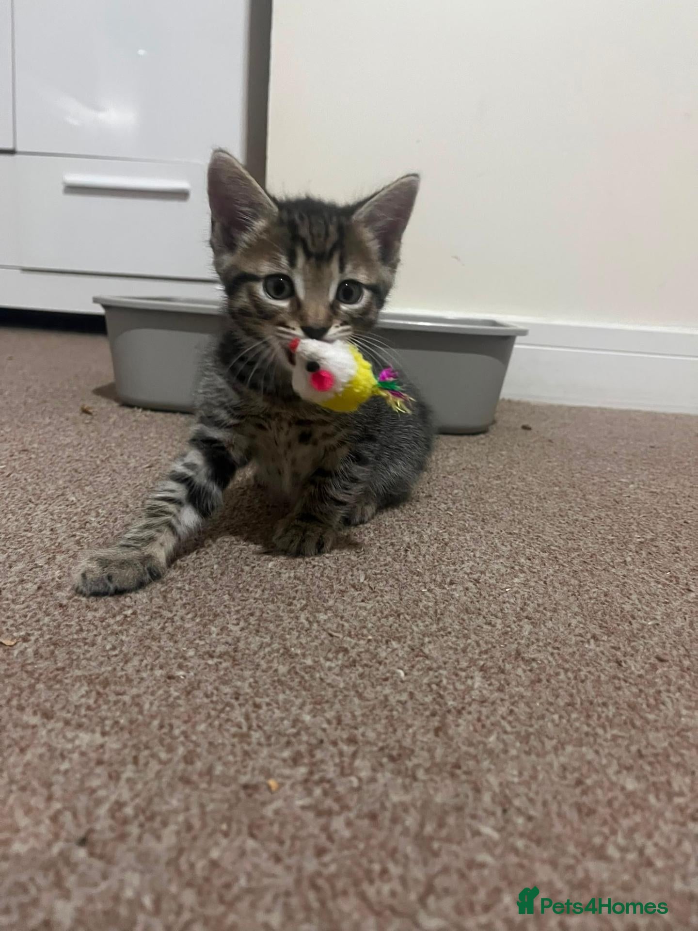 Mixed Breed cats 2 stunning kittens for sale - Advert 11