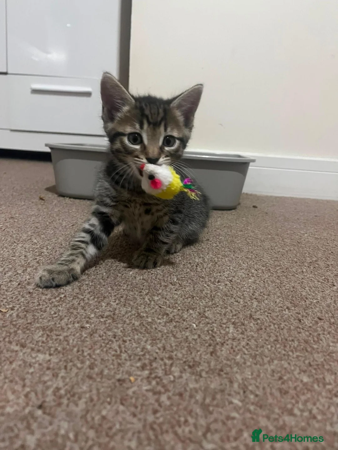 Mixed Breed cats for sale: 2 stunning kittens for sale - Advert 1