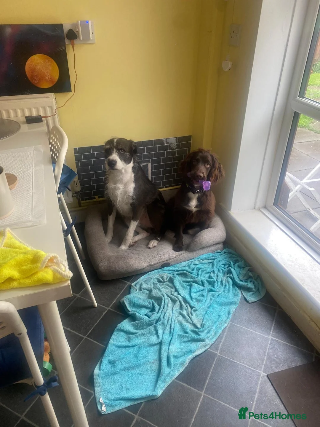 Mixed Breed dogs for sale: Kompas 11 month looking for new home  in Liverpool - Advert 2