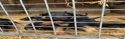 Huntaway dogs for sale: Huntaway puppies in Llanfyllin - Advert 14