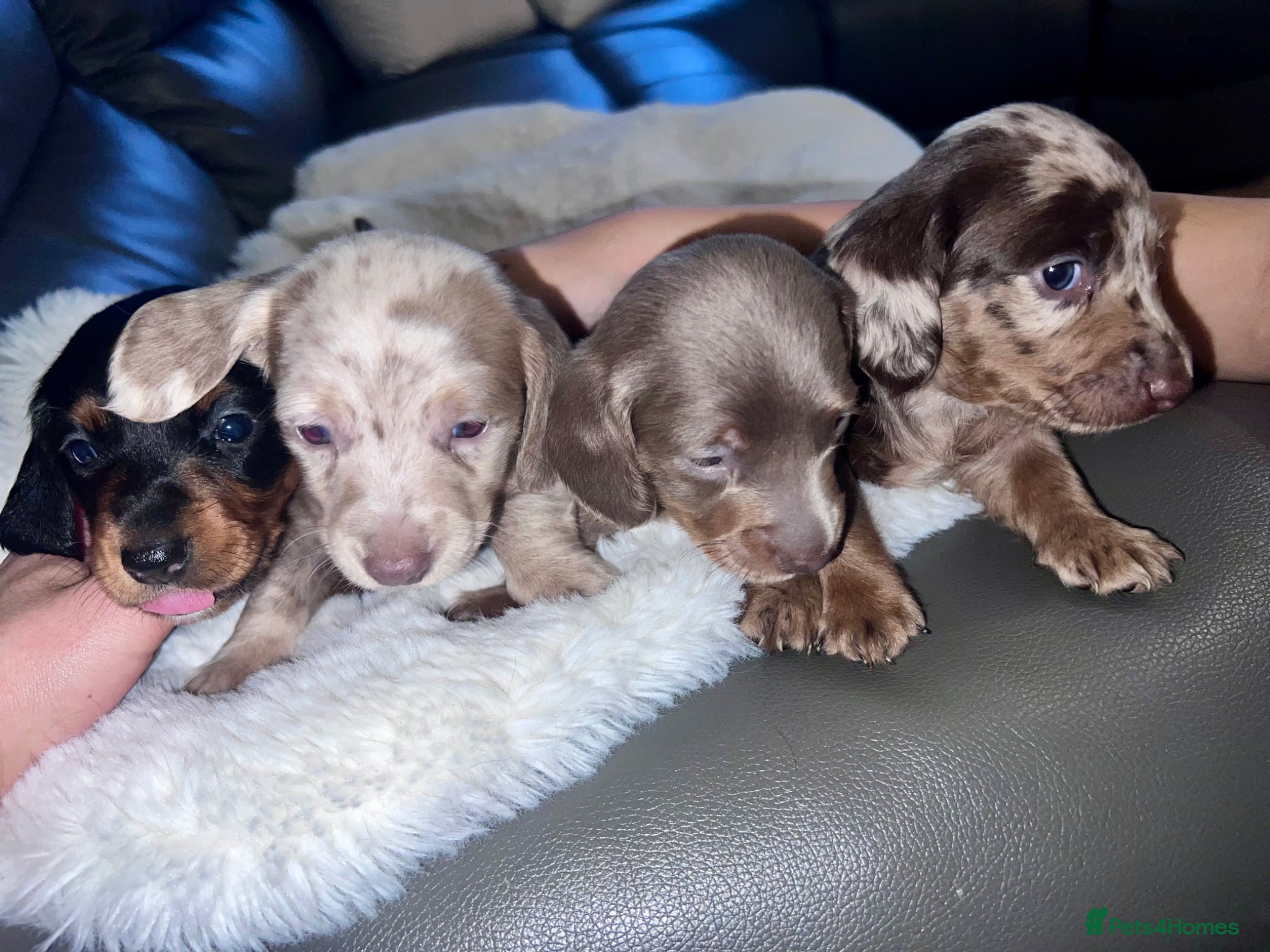 Miniature Dachshund dogs Miniature Dashound’s puppy’s  - Advert 1