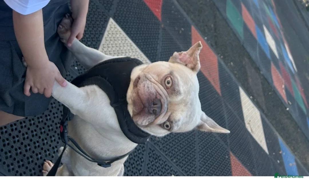 French Bulldog dogs for sale: 4 year old French bulldog - Advert 5