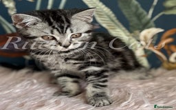 British Shorthair cats for sale: LAST British shorthair kitten GCCF registered - Image 9