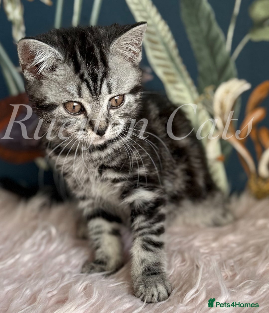 British Shorthair cats for sale: LAST British shorthair kitten GCCF registered - Image 9