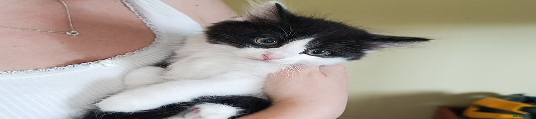 Mixed Breed Kitten 4