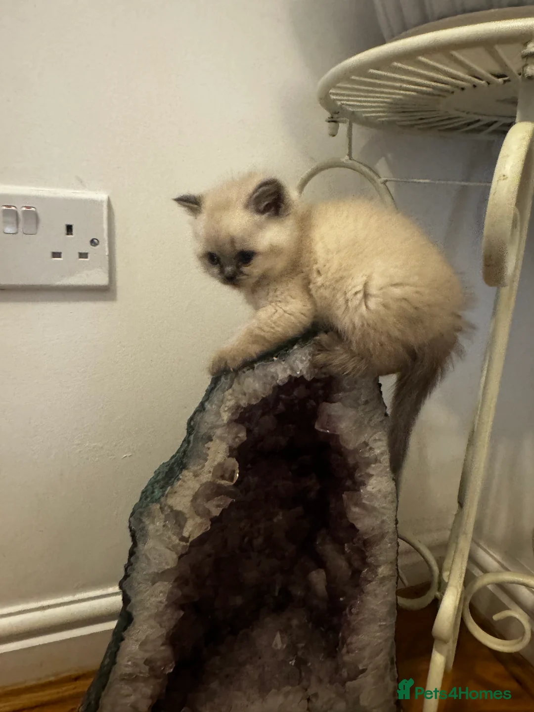 Scottish Fold cats for sale: Purebred Chinchilla Scottish Fold Kittens  🐾 - Advert 6