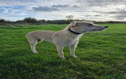 Lurcher dogs for sale: Lurcher boy for sale  - Image 4