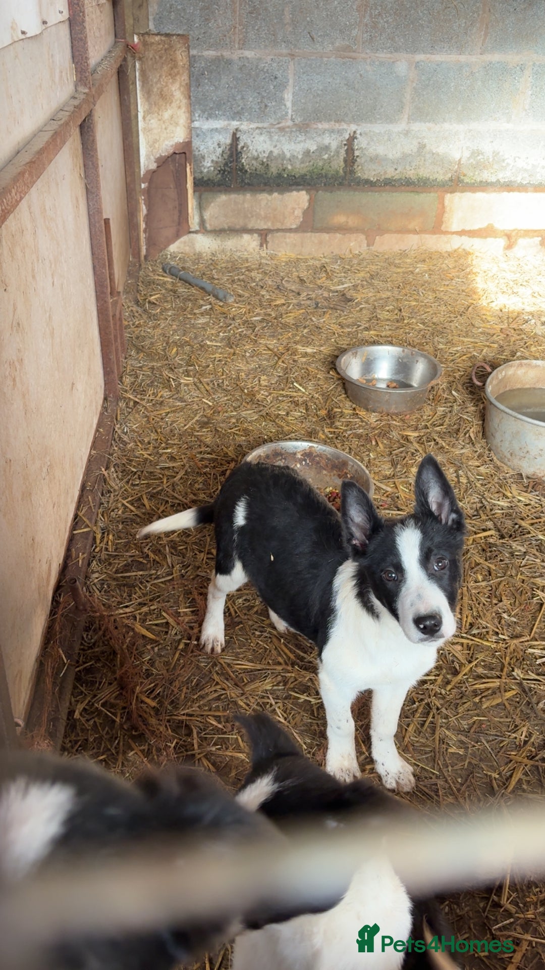 Smooth Collie dogs for sale: Collie pups for sale  - Advert 15