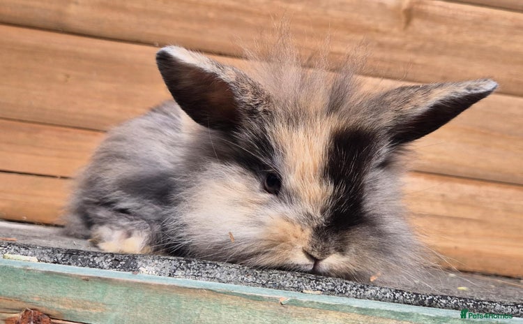 Mini Lion Lop rabbits - Advert 2