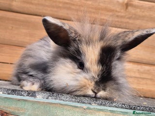 Mini Lion Lop rabbits - Advert 1
