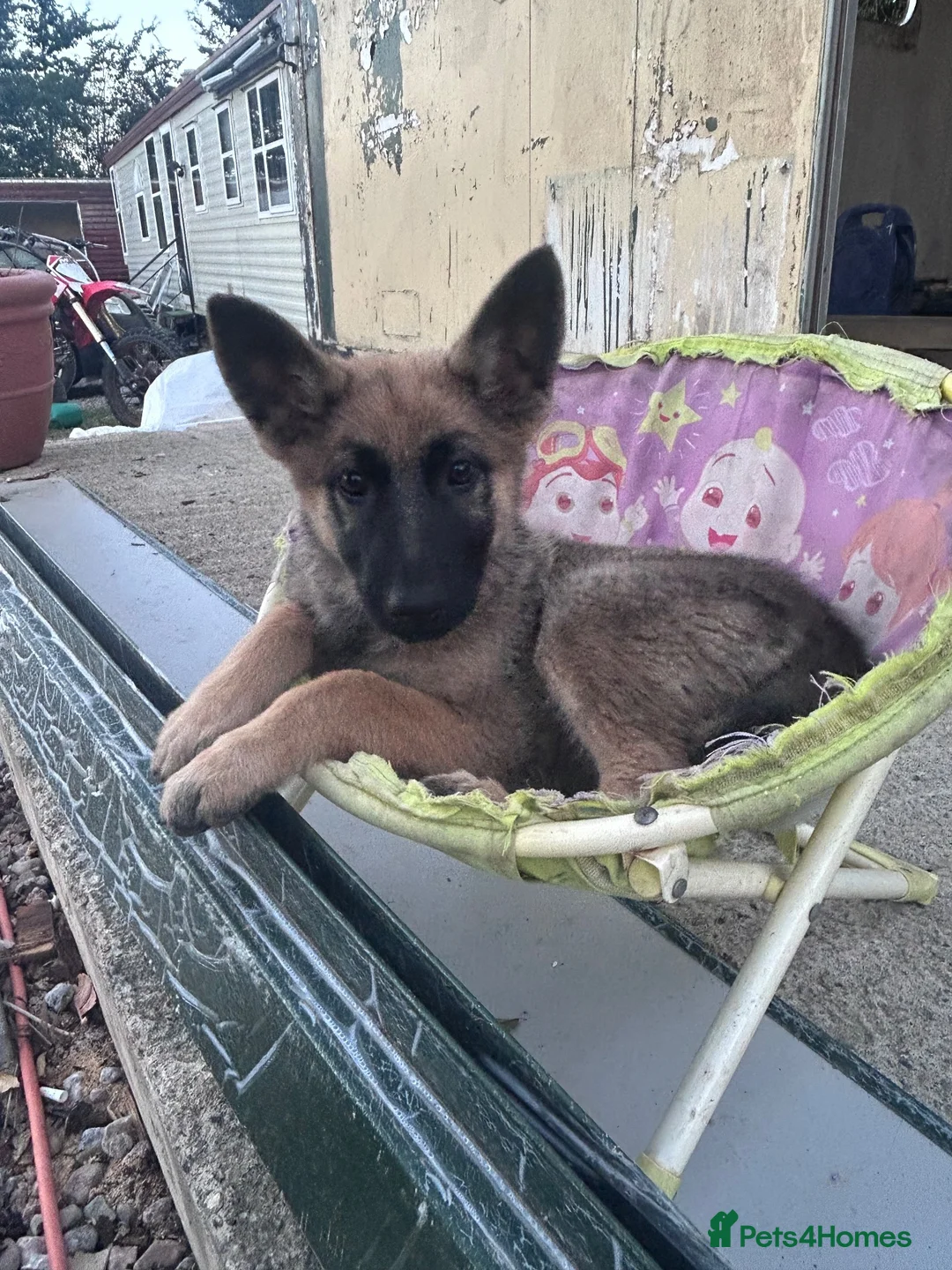 Mixed Breed dogs for sale: Belgium malanois X German Shepard 1 pup left🐾 - Advert 4