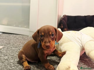 Dachshund dogs READY FOR NEW HOME 🐶 - Advert 4