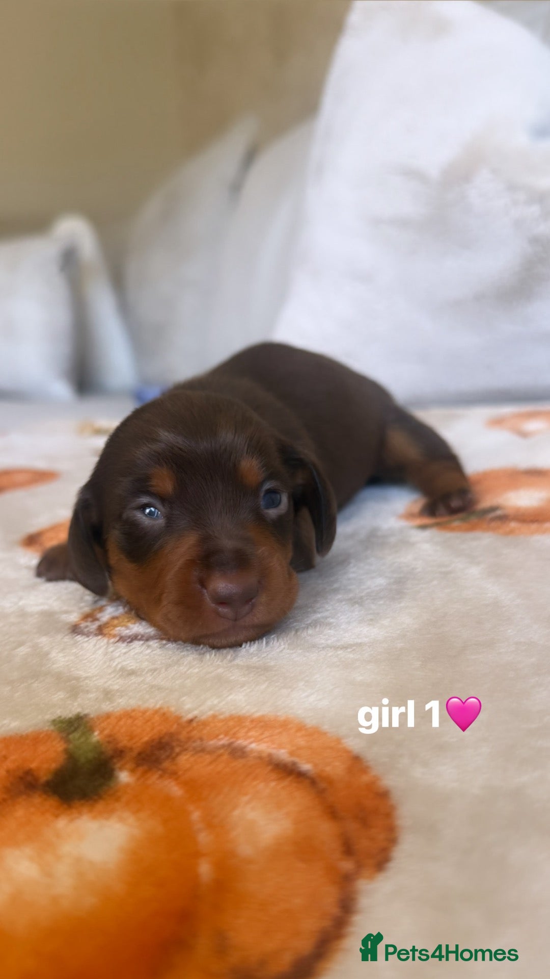 Miniature Dachshund dogs Miniature Dachshunds   - Advert 4