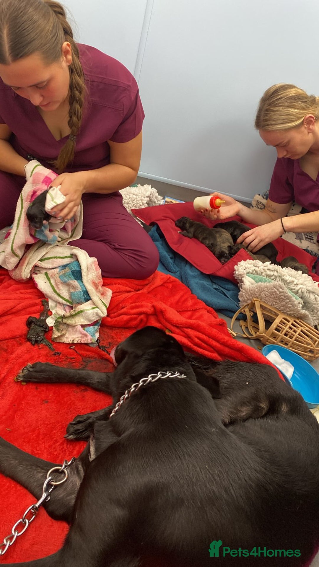 Mixed Breed dogs for sale: Cane Corso-Belgian Malanois cross American Bulldog - Advert 5