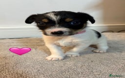 Jack Russell dogs for sale: 5 JACK RUSSEL PUPPIES - Image 3
